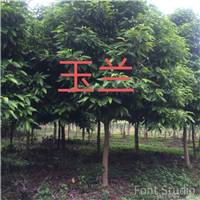 漳州玉兰批发 南靖玉兰供应