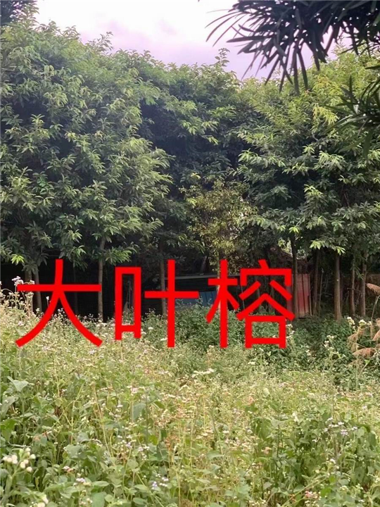 漳州大叶榕