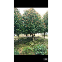漳州桂花供应、漳州桂花苗