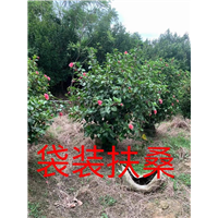 漳州扶桑