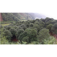 漳州桂花价格、漳州桂花销售
