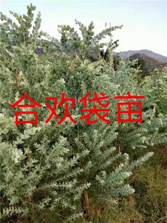 漳州合欢