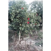 漳州大红扶桑13605076555 