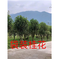 漳州桂花