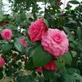 茶花-福建茶花基地￥福建茶花苗价格