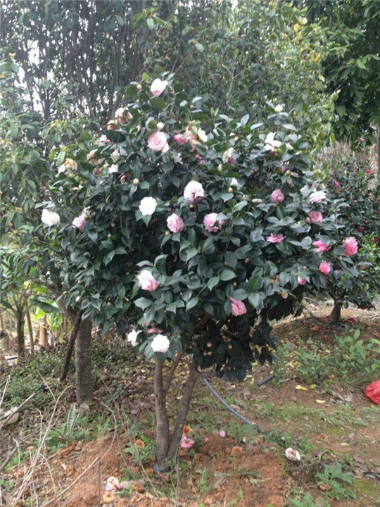 漳州茶花销售、漳州茶花供应