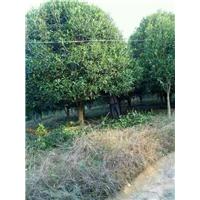 漳州桂花、漳州桂花批发