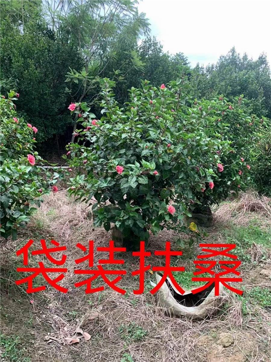 漳州扶桑