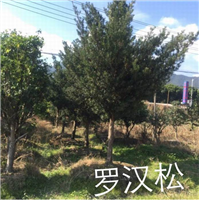 漳州罗汉松13605076555 