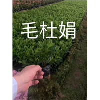 销售漳州毛杜娟