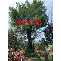 漳州红榕