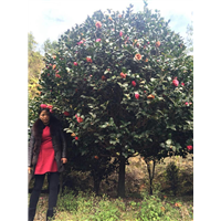 漳州茶花价格、漳州茶花批发