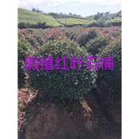 漳州红叶石楠