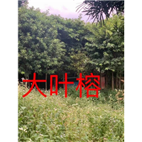 漳州大叶榕