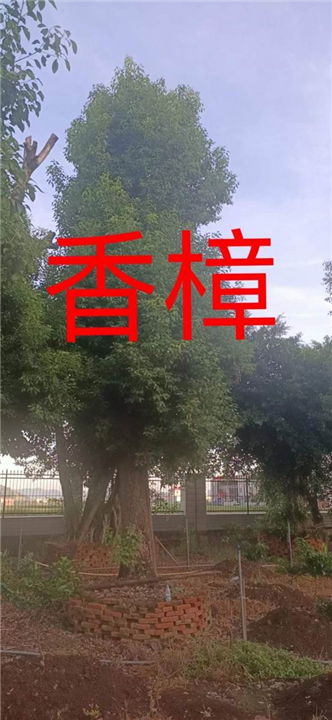漳州香樟