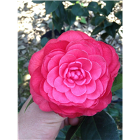 漳州茶花销售、漳州茶花供应