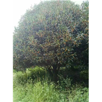 漳州桂花批发、漳州桂花价格