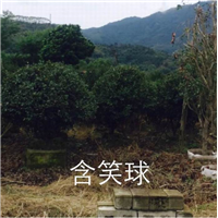 漳州含笑球13605076555