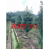 漳州苗木场