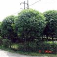 桂花-漳州桂花苗子￥福建桂花基地