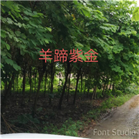 漳州羊蹄紫金销售
