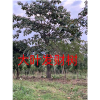 漳州发财树