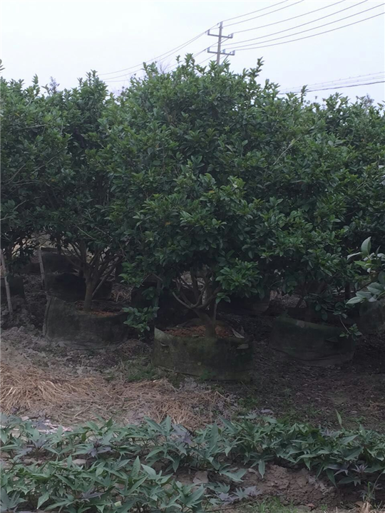 漳州含笑价格##漳州含笑销售