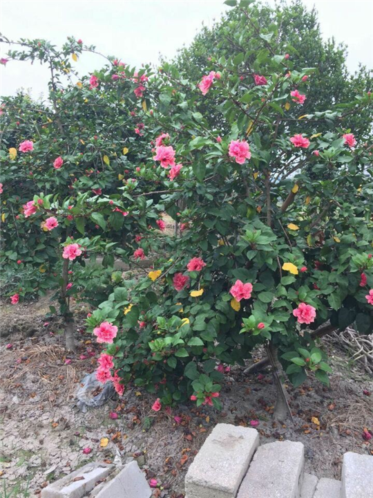 漳州茶花销售、漳州茶花供应
