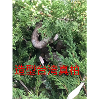 漳州柏树