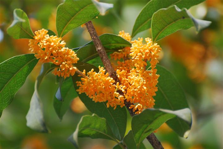 桂花-漳州桂花苗子￥福建桂花基地