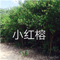 漳州小红榕批发 南靖小红榕价格