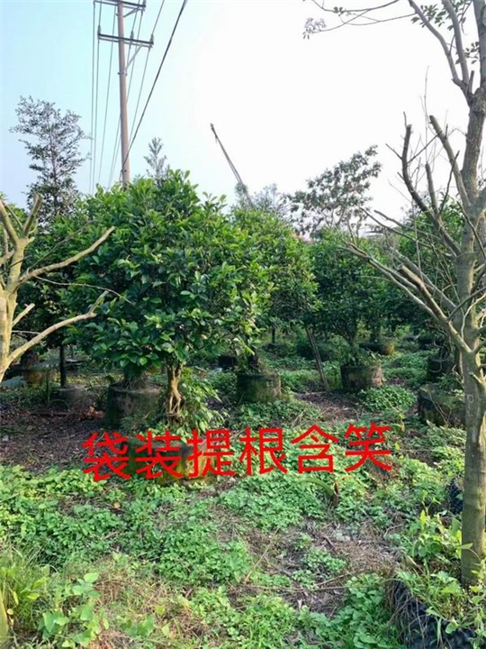 福建红榕树价格