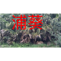 漳州蒲葵