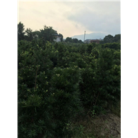 漳州罗汉松、漳州罗汉松价格