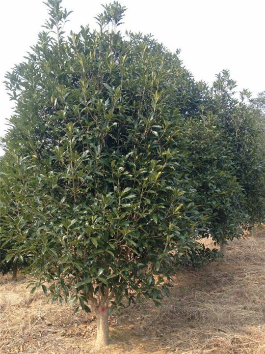 漳州桂花、漳州桂花批发