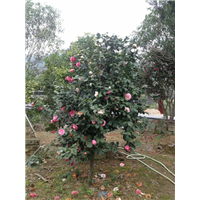漳州茶花价格、漳州茶花批发