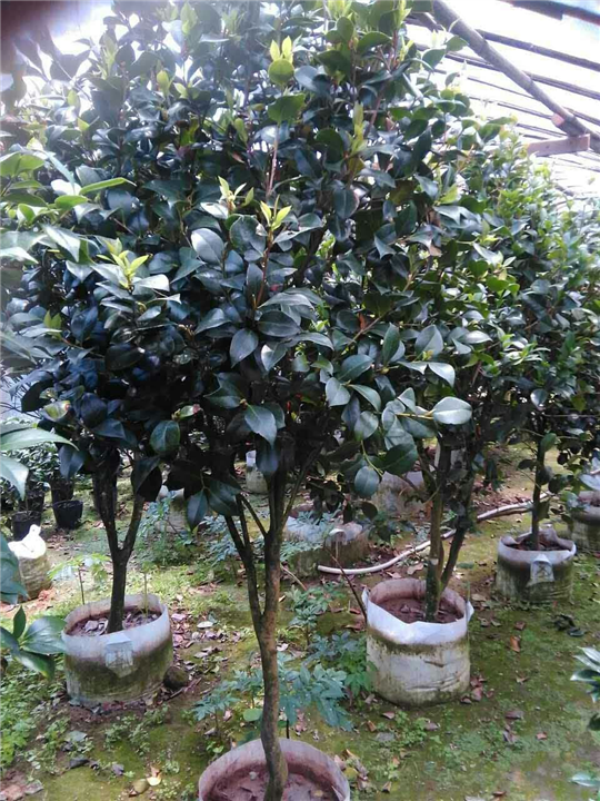 漳州茶花、福建茶花