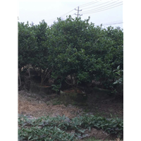 漳州含笑价格##漳州含笑销售