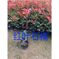 漳州红叶石楠