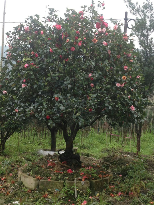 漳州茶花销售、漳州茶花供应