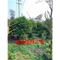 福建红榕树价格