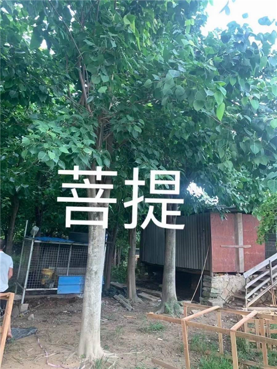 漳州菩提