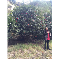 漳州茶花、福建茶花