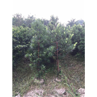漳州罗汉松供应、漳州罗汉松销售