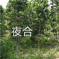 漳州夜合供应 南靖夜合供应