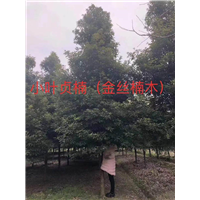 漳州金丝楠木