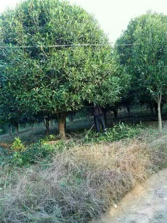漳州桂花、漳州桂花批发