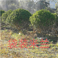 漳州袋装米兰 漳州袋装米兰价格