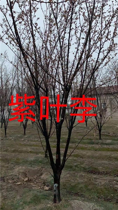 漳州紫叶李