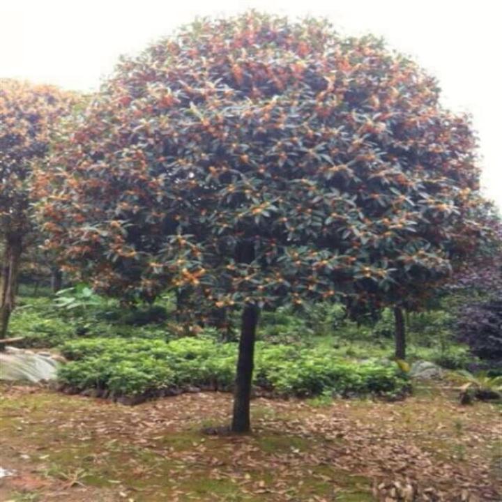 漳州桂花基地|漳州南靖县文明桂花苗木场
